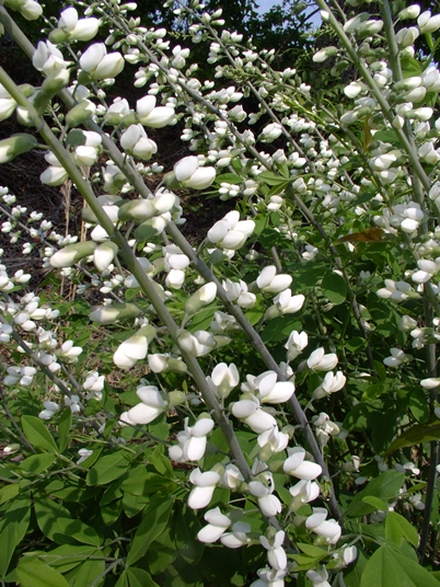 {Baptisia leucantha}